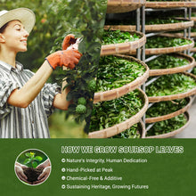 Load image into Gallery viewer, Ginseng Five Treasures Kidney Tea, Traditional Chinese Herbal TeaBags, Natural Kidney Cleanse Detox Tea for Women &amp; Men, 7 Precious Ingredients Formula(1 Pack/25 Bags)
